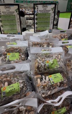 Live Mushroom Grow Blocks – 5 Varieties – Everson or Seattle Pickup