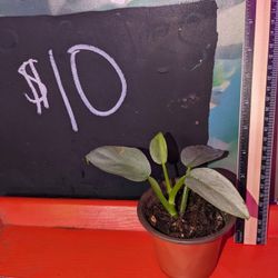 Philodendron Silver Sword 