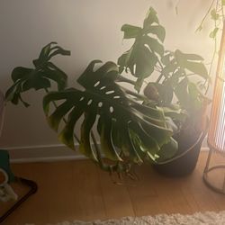 Monstera 