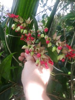 Beautiful vinning or ground cover plant