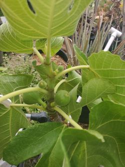 Brown Turkey Fig Tree Cuttings 4/$20
