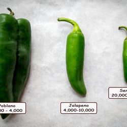jalapeño pepper plant 🪴 in 1gal 