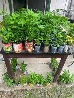 Pequin pepper plants