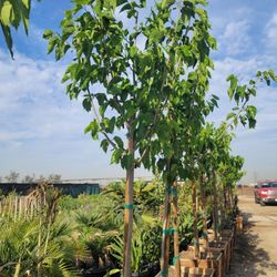 Fruit Tree