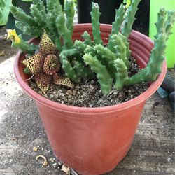 Starfish Succulent Plant One Gallon Pot 