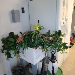 Silk Plant For Plant Shelf