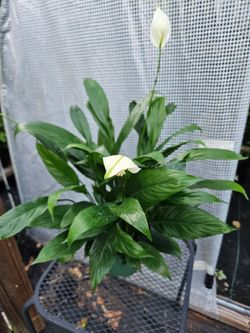 Peace Lily in 6" pot live