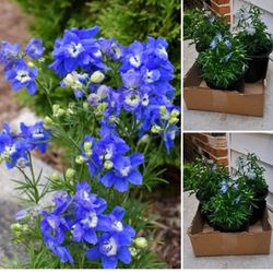 Blue Delphinium Perennial Plants 
