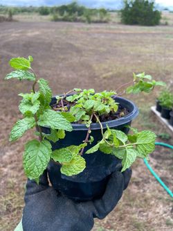 Spearmint Herb Plant 🪴