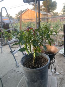 Serrano Pepper