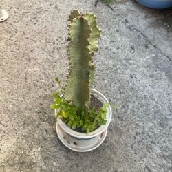 Cactus