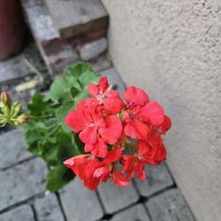 Orange Flowering Plants 