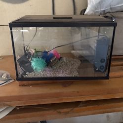Fish Tank 
