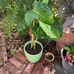  Plant W/ Pot 5 Gallons 