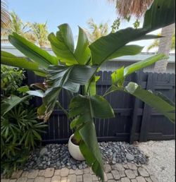 🌴 Large Tropical 2 Banana Palms in 2 Modern Concrete-Look Planters 🌴