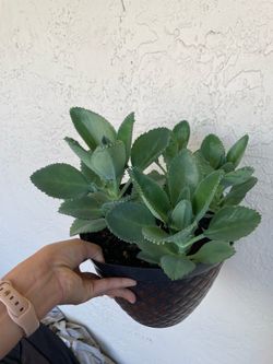 Succulent plant