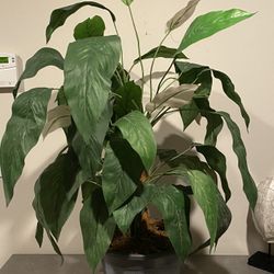 Faux Peace Lily Silk Plant By Palmer Decor H45”