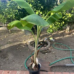 Banana Plant