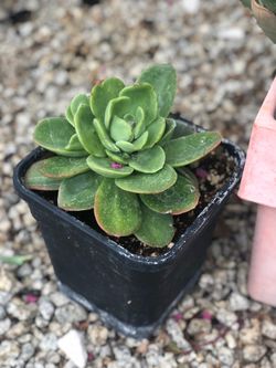 Sculenta