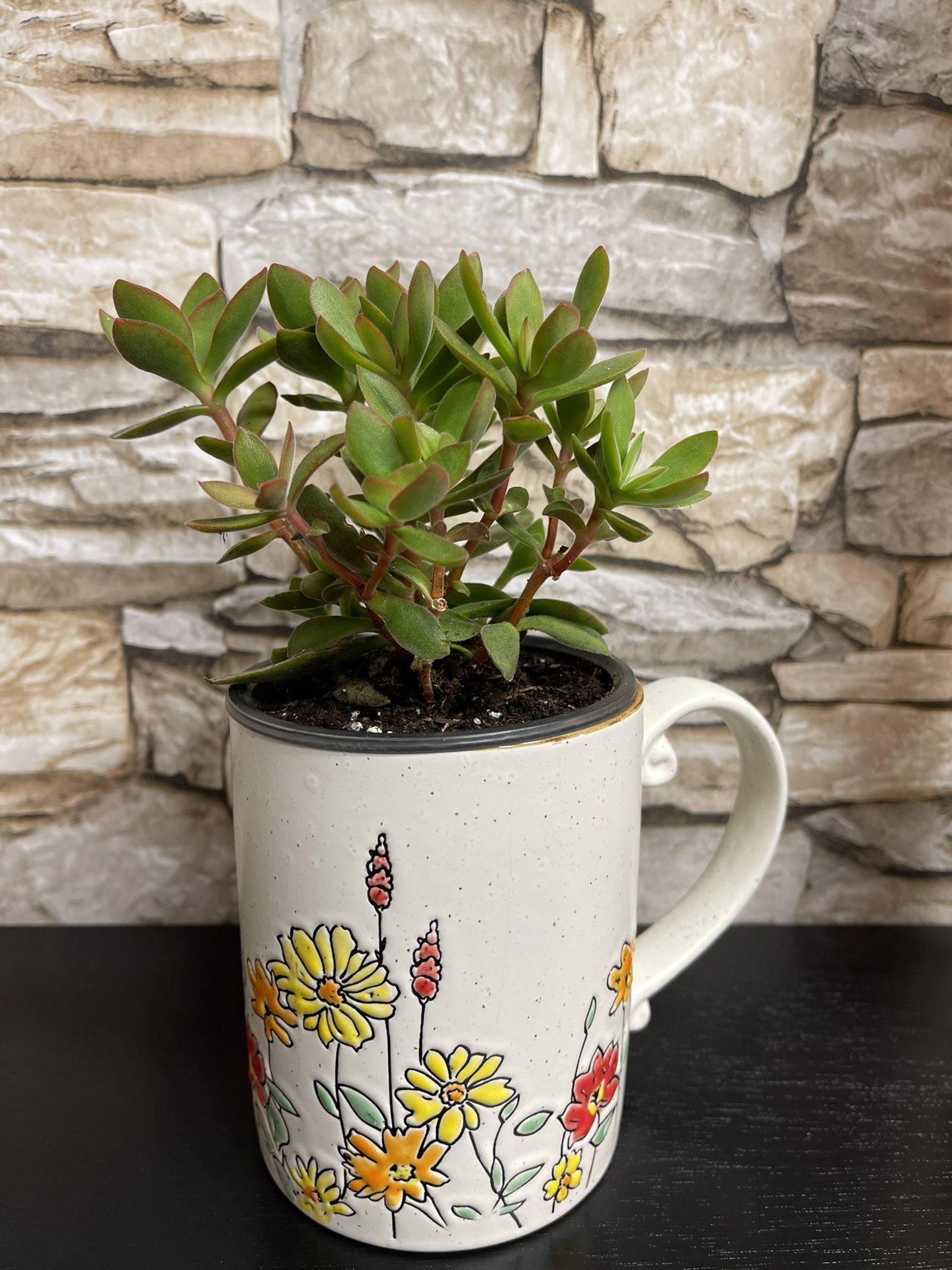 Succulent House Plant In Cute Textured Cup 4.5'H.