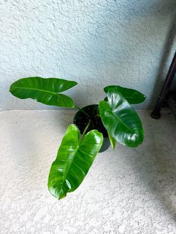 Philodendron Burle Marx plant