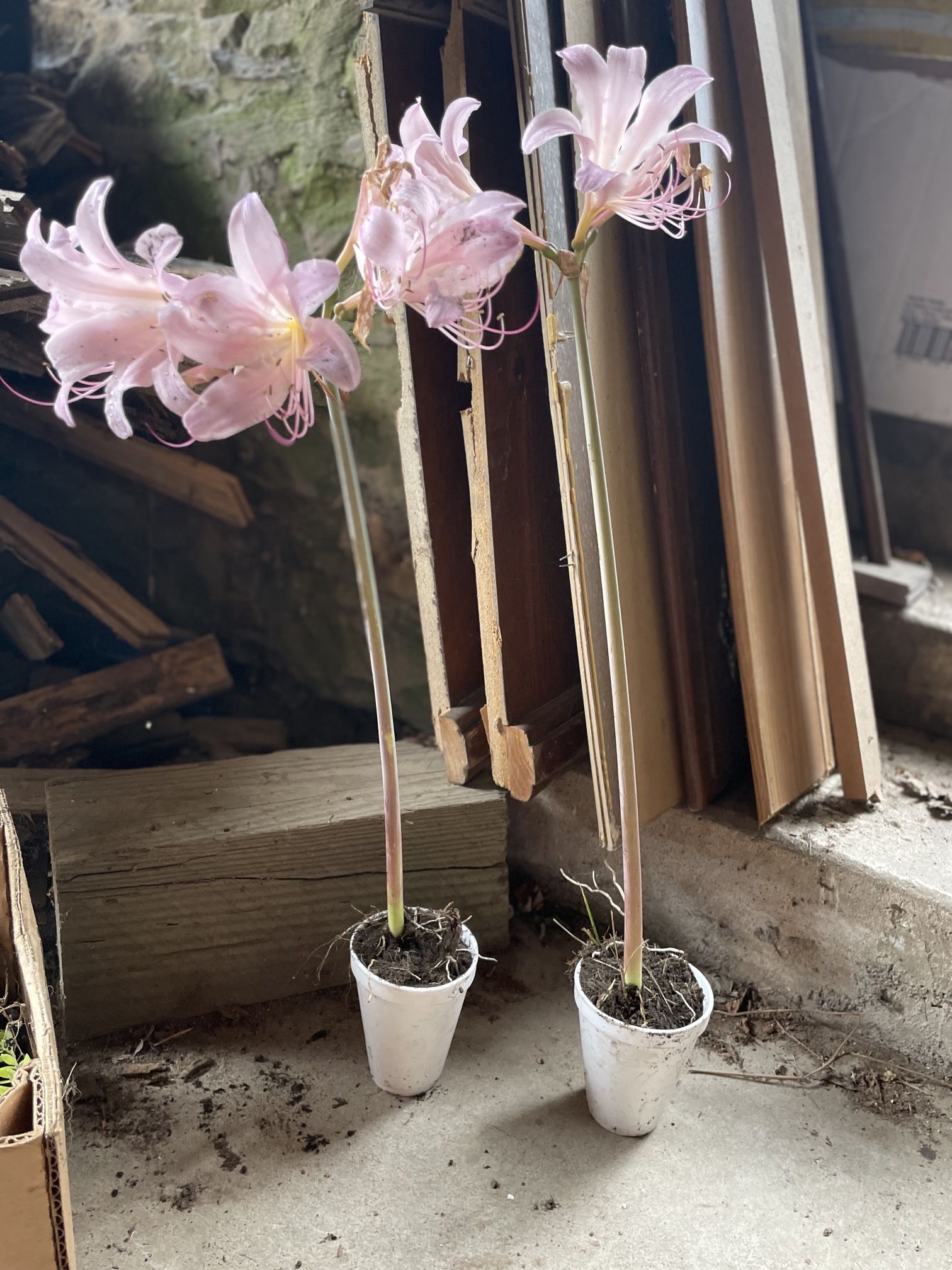 Bulbs