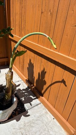 Banana plant small