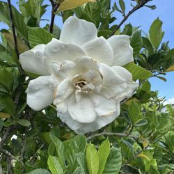 🤍 Plant: Gardenia