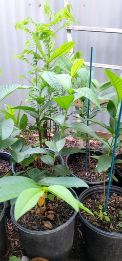Arbolitos de guayabas y Granada y igos