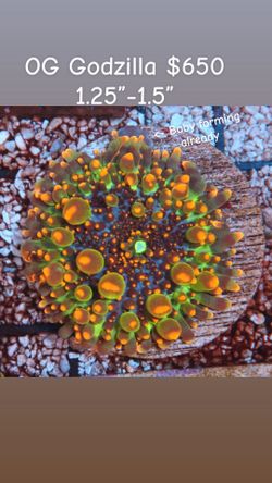 OG Godzilla Mushroom Coral