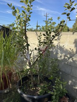 Green Apple Tree With Four To Five Different Varieties Grafted On It
