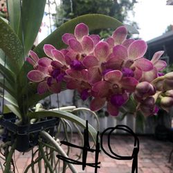 Blooming Vanda Orchid , 