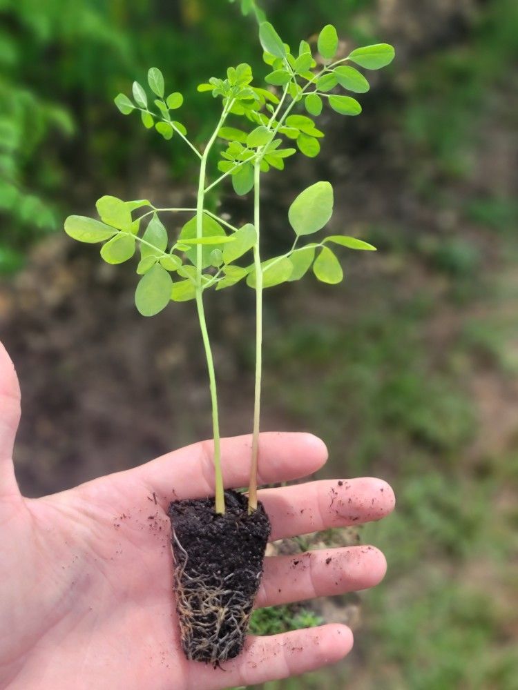 Moringa Seedling With Free Seeds 6-15" Organic Pkm1