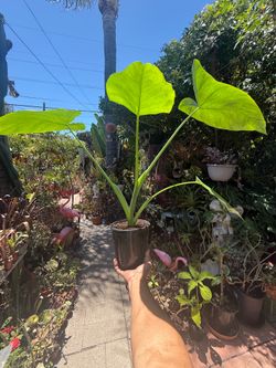Alocasia Elephant Ear Plant