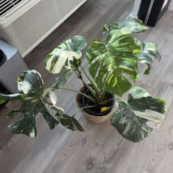 Fully Rooted Variegated Monstera Thai Constellation Large Plant