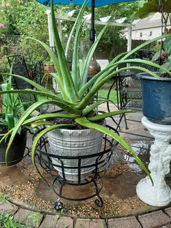 Aloe Vera Plant