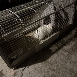 Bunny With Cage