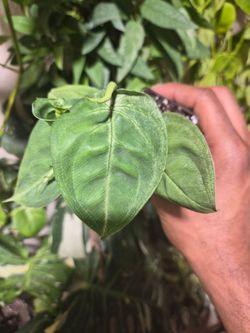 Syngonium Chiapense Frosted Heart