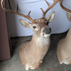 2 deer taxidermy 350 each