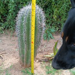 Saguaro And Other Desert Plants 😊