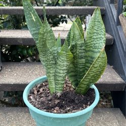 Snake Plant 