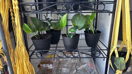 Pothos plant