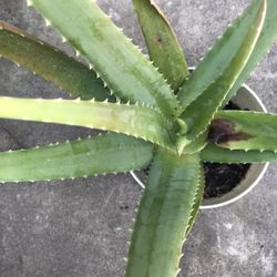 Aloe Vera Plant 