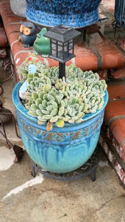 Succulent