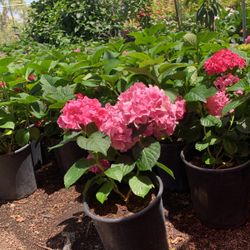 Hydrangeas