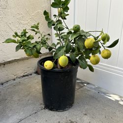 Lemon Tree