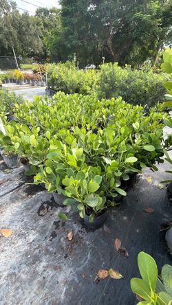 3 Gallons Clusia