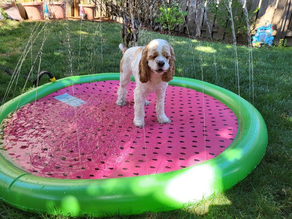 Dog Splash Pad And Swimming Pool