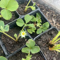 Organic Strawberry Plants 