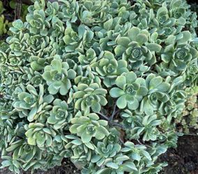 Big Aeoneum Plant Easy Care Succulents 